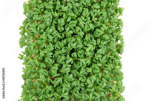 Photo: Fresh cress salad Fresh cress salad