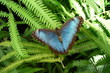Blauer Morphofalter  (Morpho peleides), Peru