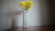 Yellow chrysanthemum on white background