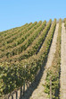 Wine Field