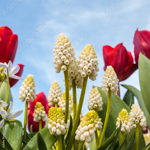 Photo: White grape hyacinths with red tulips White grape hyacinths with red tulips