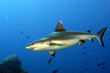A grey shark jaws ready to attack underwater close up portrait