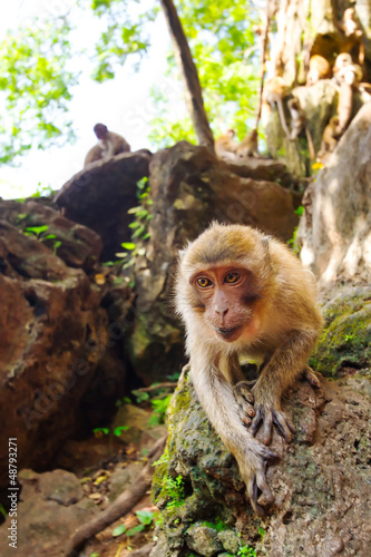 Photo: Macaque monkey in widelife, Thailand Macaque monkey in widelife, Thailand