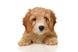 cavapoo puppy
