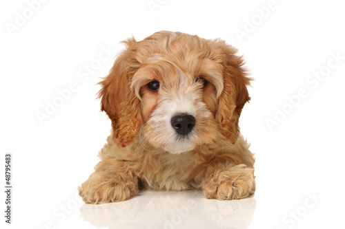 Photo: cavapoo puppy cavapoo puppy