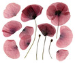 Foto: Dry pressed poppy flower Dry pressed poppy flower
