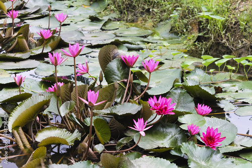 Photo: Water lily Water lily
