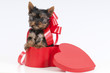 Cute yorkie puppy.