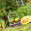 Vegetables gerden