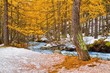 Forêt de parc national