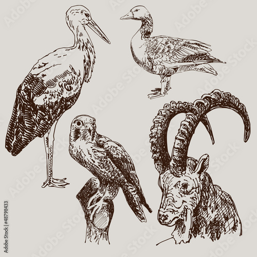 Vector: digital drawing of stork, falcon, goose and goat digital drawing of stork, falcon, goose and goat