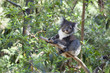 Koala on a tree trunk
