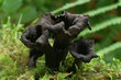 black mushrooms eatable