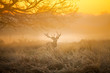 Red deer in morning sun