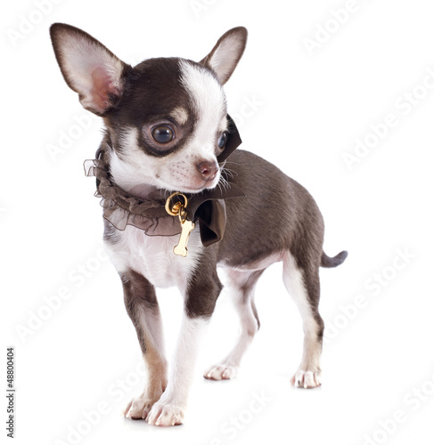 Photo: puppy chihuahua puppy chihuahua