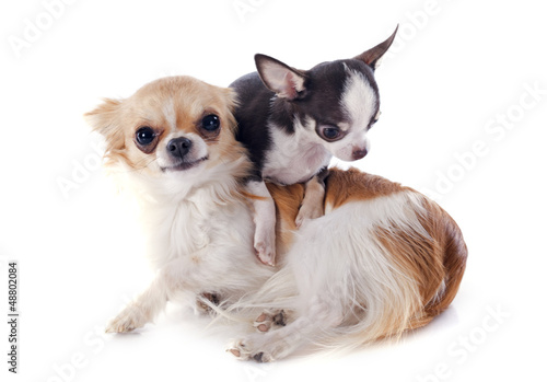 Photo: puppy and adult chihuahua puppy and adult chihuahua