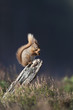 Red Squirrel