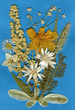 Herbarium Herbarium