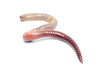 animal earth worm isolated