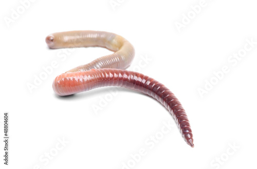 Photo: animal earth worm isolated animal earth worm isolated