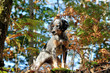 Photo: Jeune setter anglais chassant Jeune setter anglais chassant
