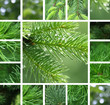Coniferous tree collage