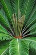 Photo: Sagopalmfarn (Cycas) Sagopalmfarn (Cycas)