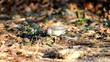 Tufted titmouse bird feeding in warm evening light.