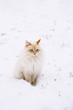 Schneekatze - Sibirische Waldkatze im Schnee