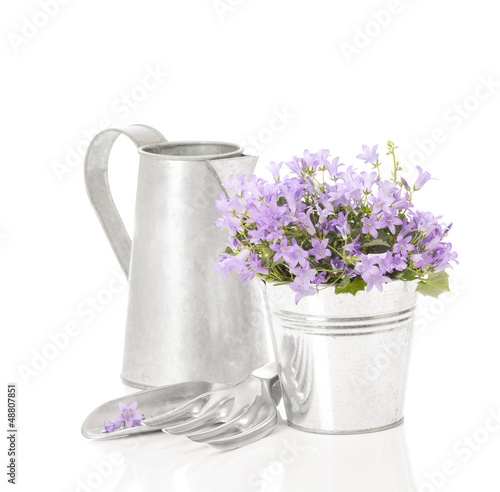 Photo: Campanula Flowers Campanula Flowers