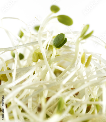 Photo: Alfalfa Sprouts Alfalfa Sprouts