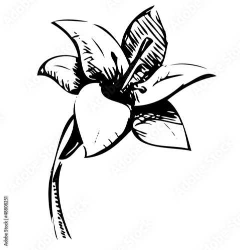 Vector: Lily flower sketch illustration Lily flower sketch illustration