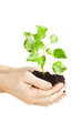 Foto: Growing green plant in a hand Growing green plant in a hand