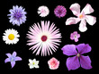Blumenset_02