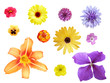 Blumenset_03
