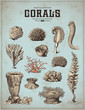 sea-life illustrations: corals, sponges and sea anemones (1)
