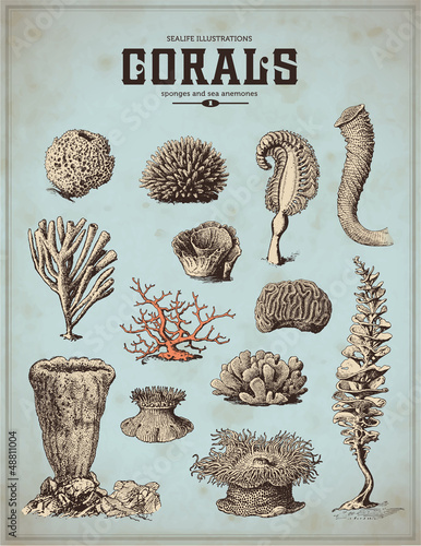Vector: sea-life illustrations: corals, sponges and sea anemones (1) sea-life illustrations: corals, sponges and sea anemones (1)