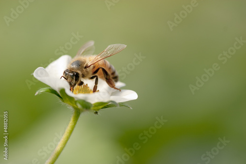 Photo: ミツバチとイチゴの花 ミツバチとイチゴの花