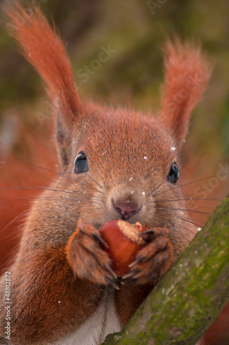 Photo: Squirrel Squirrel