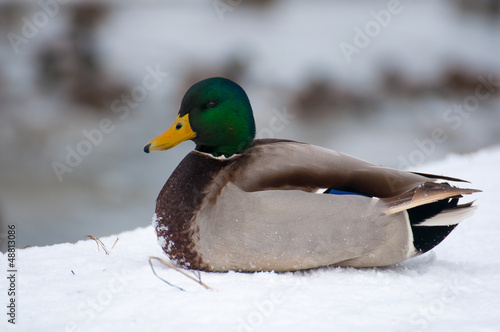 Photo: Mallard Mallard
