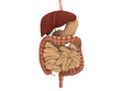 Human Digestive System
