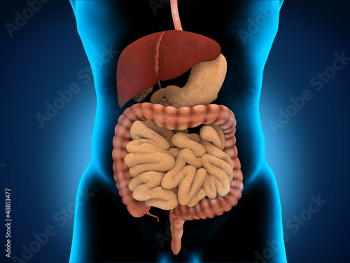 Illustration: Human Digestive System Human Digestive System