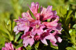 Foto: Closeup Alpenrose flower in the French Alps Closeup Alpenrose flower in the French Alps