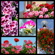 Foto: Five mosaic photos of geranium Five mosaic photos of geranium