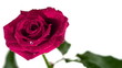Dew drops falling from pink rose