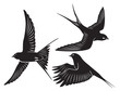 bird swallow