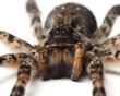 wolf spider over white. macro