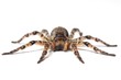 wolf spider over white