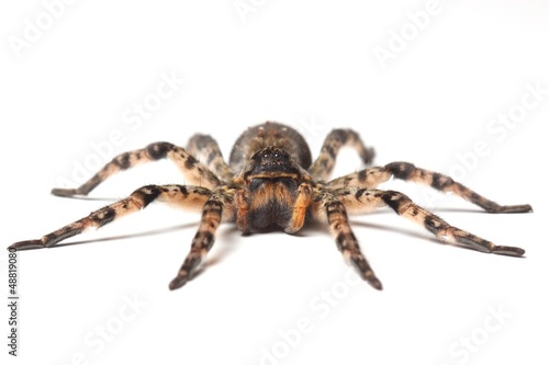 Photo: wolf spider over white wolf spider over white