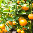 Orange on tree